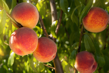 many ripe peaches on the branches of a tree, the concept of harvest