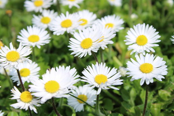 Obraz premium Wild daisy in the forest