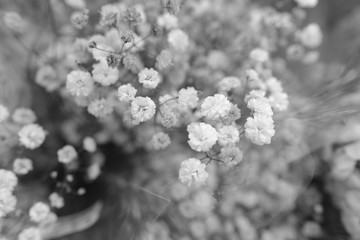 Macro view of colorful blue wihte yellow pink orange green purple Gypsophila flower bouquet in full blossom creamy style