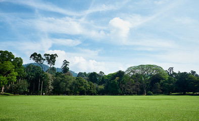 Fototapeta na wymiar Green Field and Trees in King Garden of Peradeniya