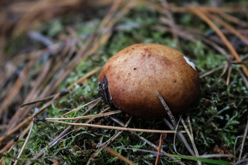 small boletus mushroom grows in the forest, in the moss.