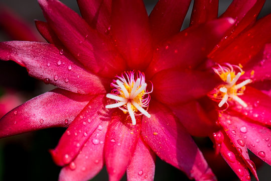 Flor Roja
