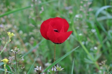 beautiful red poppy in the middle of a green meadow