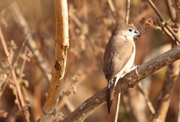 sparrow on a branch