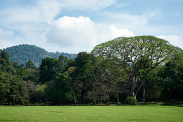Green Field and Trees in King Garden of Peradeniya