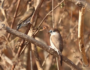 bird on a branch