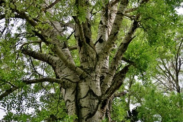 big tall old tree with green branches