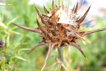 dry milk thistle  with seeds