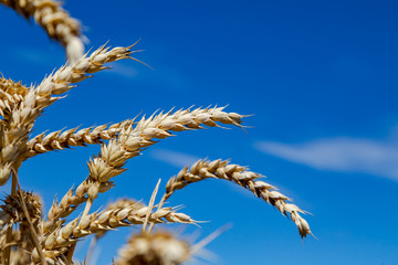ein gro&szlig;es Feld mit Weizen