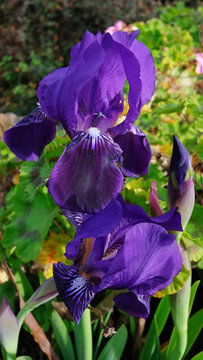 Vertical perspective of Iris germanica a robust bearded purple iris favored for landscaping and garden design or as a friendly habitat for bees and other pollinators