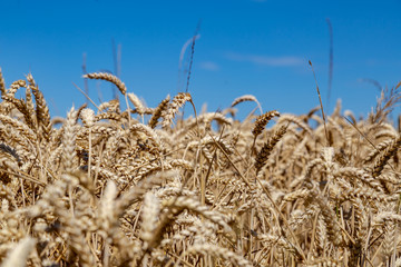 ein großes Feld mit Weizen