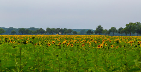 Fototapeta na wymiar viele schöne Sonnenblumen auf einem Feld