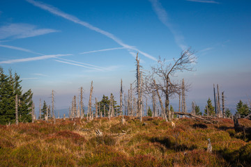 Obraz premium Trail to the peak of Skalny Stol in autumn in the Giant Mountains, Sudety, Poland