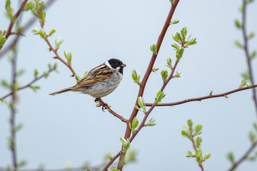 Common reed bunting on the branch