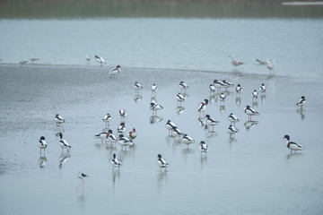 A group of common shelducks near the shore