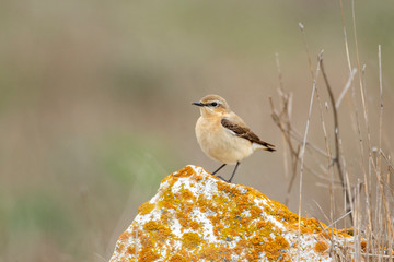 Northern wheatear on the rock
