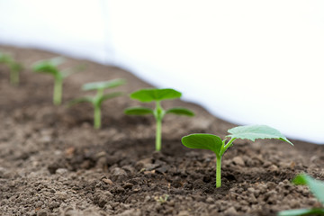 Cucumber seedlings growing in a greenhouse - selective focus, copy space, white background
