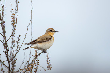 Northern wheatear on the branch