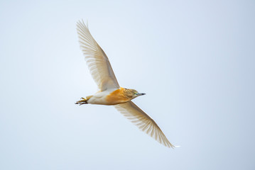 Squacco heron in flight