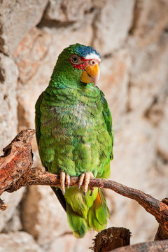 Cotorro