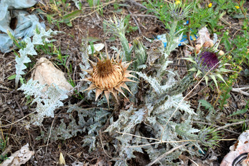 dried, spiky thistle flower head, likely from the genus Carduus or a related thistle species. The flower head is brown with prominent, pointed bracts surrounding it, and pale green,