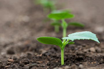 Cucumber seedlings growing in a greenhouse - selective focus, copy space, white background