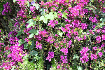 Fototapeta na wymiar wonderful Bougainvillea spectabilis flower in a garden 