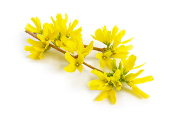 Forsythia is a genus of flowering plants in the olive family Oleaceae. Common names, along with...