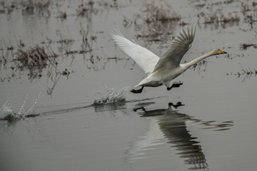 Whooper swan, Cygnus cygnus, starting in winter