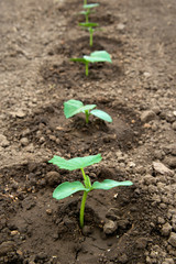 Cucumber seedlings growing in a greenhouse - selective focus, copy space, white background, vertical orientation