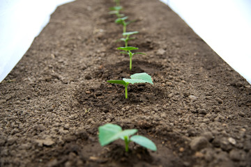 Cucumber seedlings growing in a greenhouse - selective focus, copy space, white background