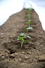 Cucumber seedlings growing in a greenhouse - selective focus, copy space, white background, vertical orientation