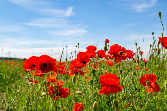 ein Feld mit vielen sch&ouml;nen Mohnblumen, Detailaufnahme