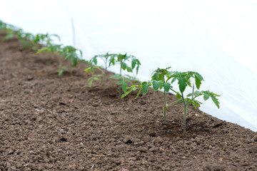 tomato seedlings growing in a greenhouse - selective focus, copy space, white background