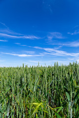 großes Feld mit grünem Weizen vor blauem Himmel