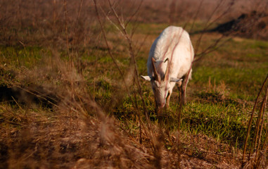 herd of deer