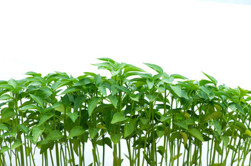 pepper seedlings in a plastic pot growing in a greenhouse - selective focus, copy space, white background