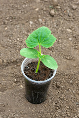 Growing in a greenhouse cucumber seedlings with visible roots in transparent pot over soil background - copy space
