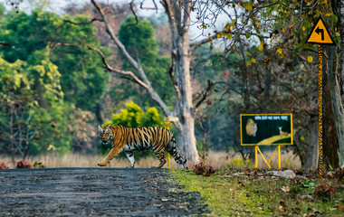 Tigress Crossing near sign board, Tadoba, Maharashtra, India.