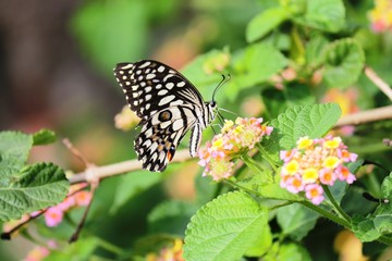butterfly on a flower