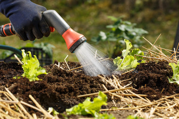 Gardener watering freshly planted seedlings in garden bed for growth boost with shower watering gun.