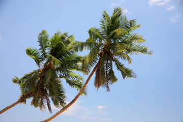 Zwei Kokospalmen am Strand, Seychellen, Afrika