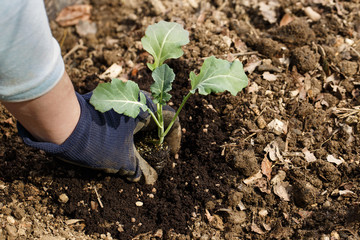 Gardener planting broccoli seedlings in freshly ploughed garden beds.