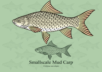 Smallscale Mud Carp. Vector illustration with refined details and optimized stroke that allows the image to be used in small sizes (in packaging design, decoration, educational graphics, etc.)