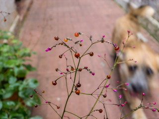 Plant with colorful seeds (with blurred dog)