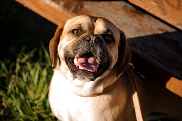 Portrait of smiling pug standing under terrace