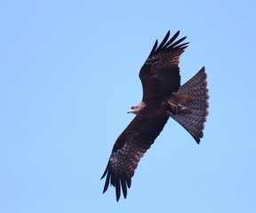 eagle in flight