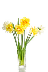 bouquet of yellow daffodils in glass vase isolated on white background