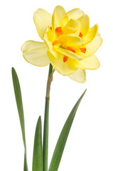 Single flower of yellow daffodil isolated on white background