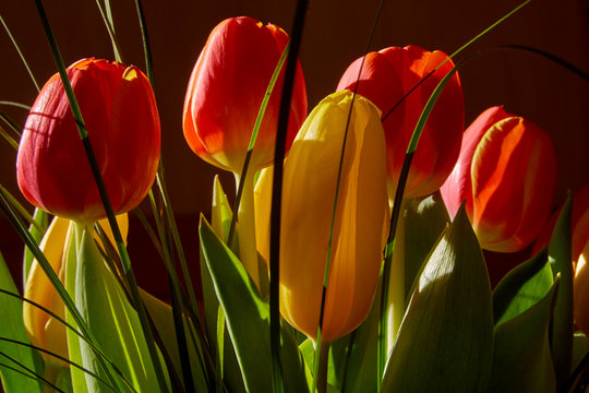 tulipani